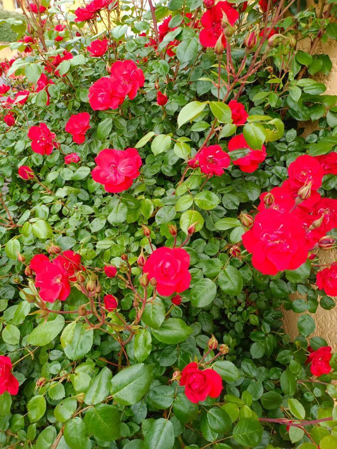 La Maison Des Roses Chadrac Esterno foto